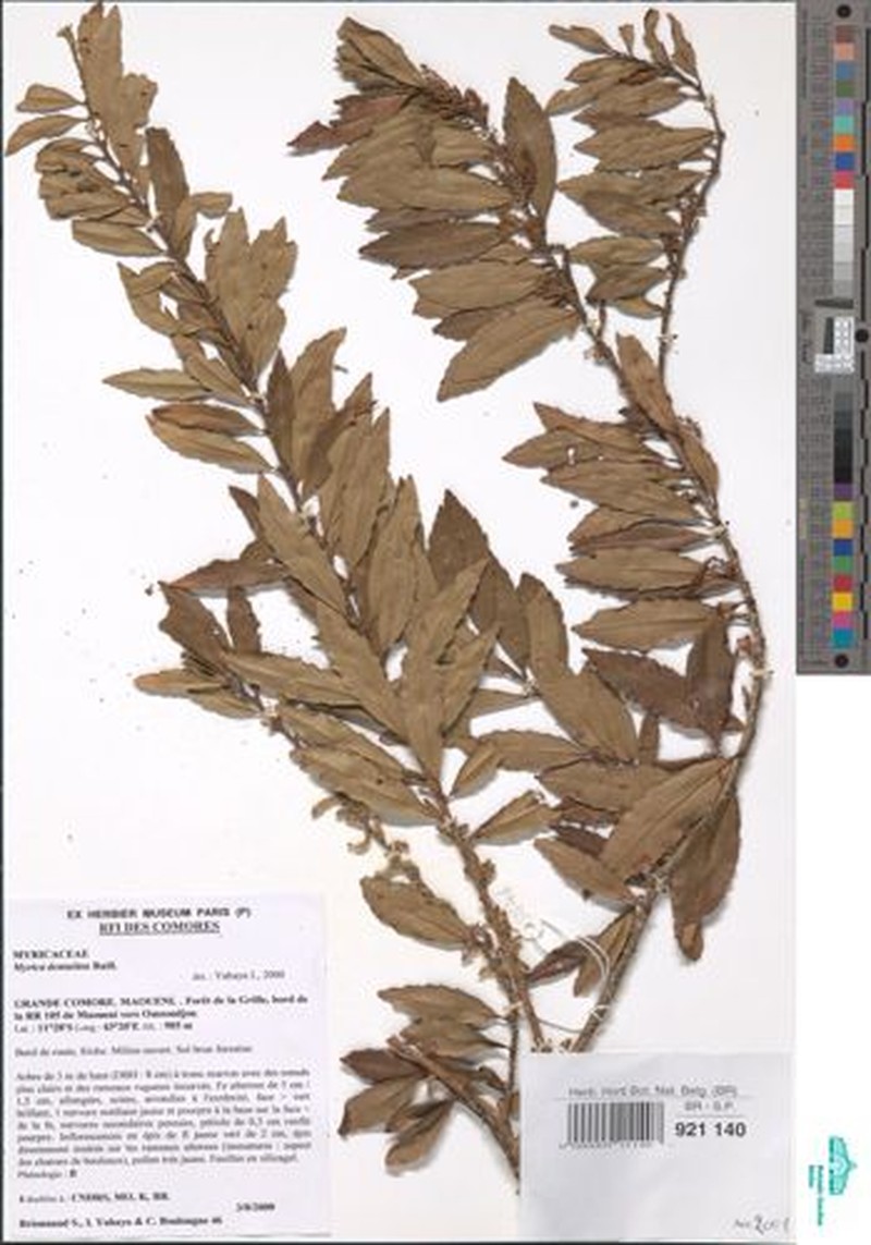Myrica dentulata