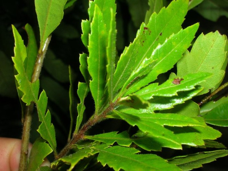 Myrica dentulata photo 2