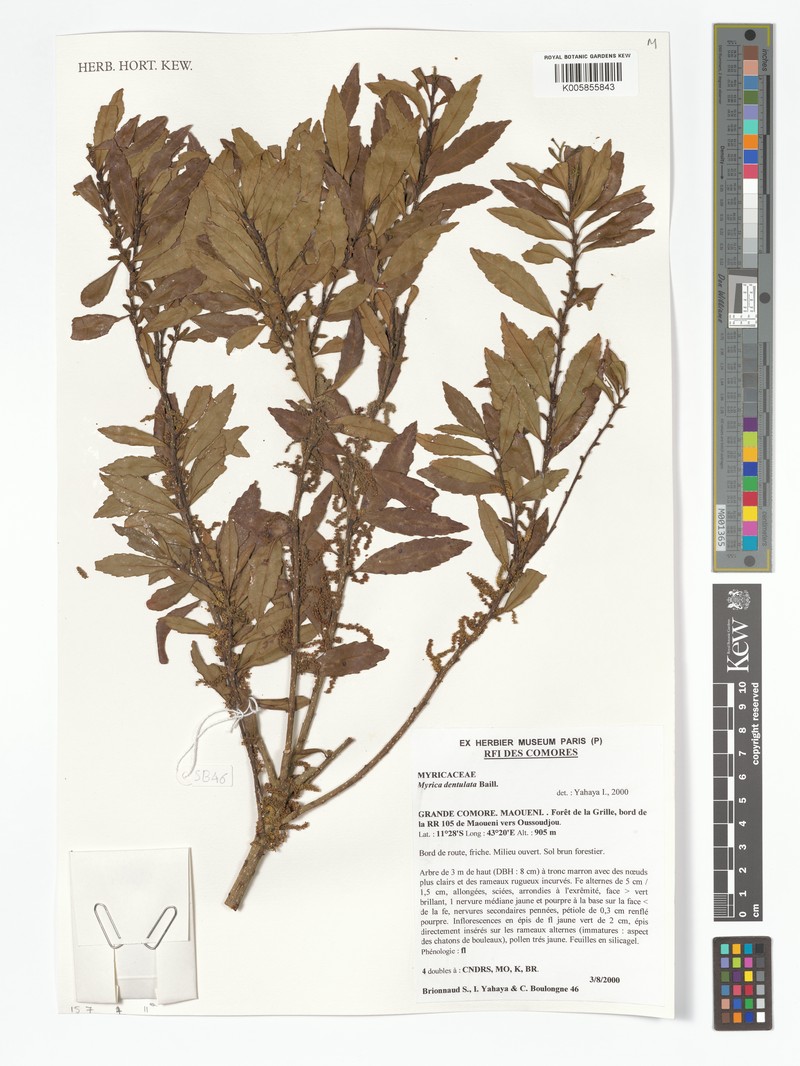 Myrica dentulata var. dentulata