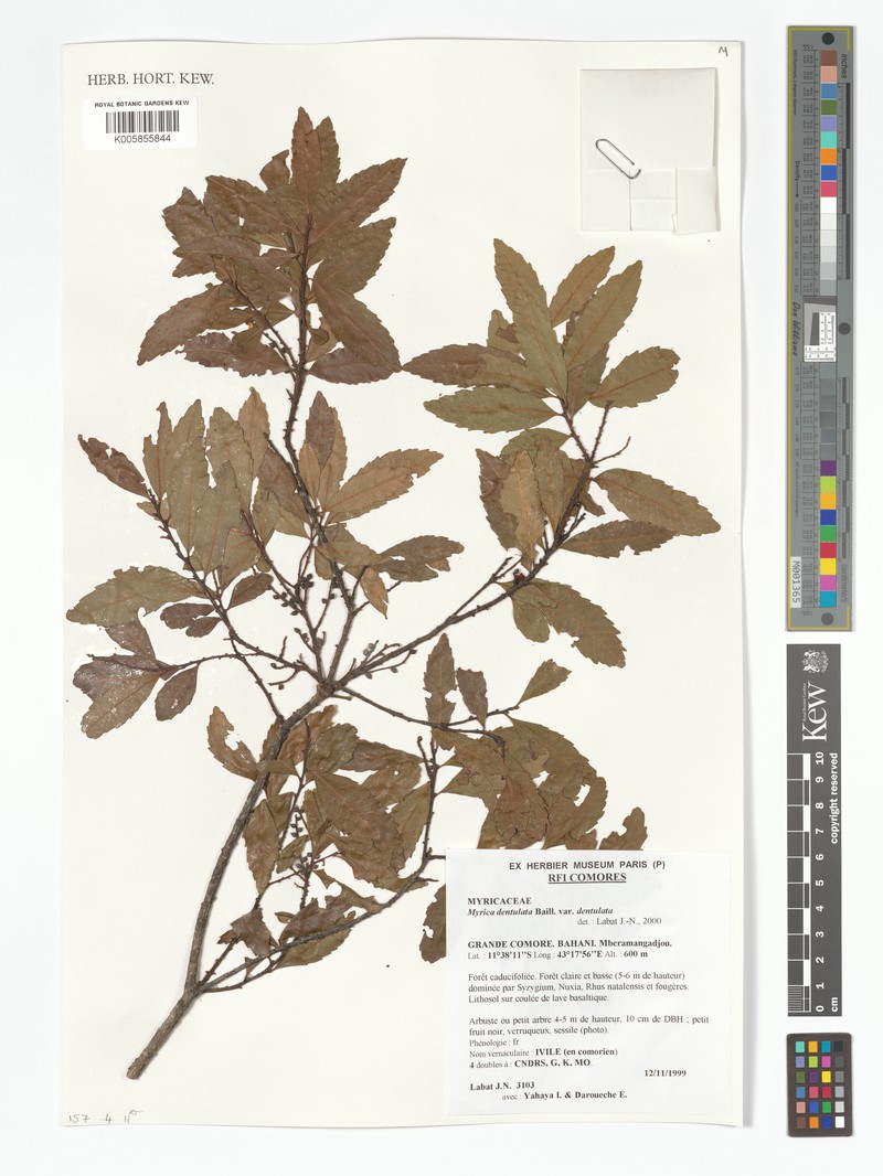 Myrica dentulata var. dentulata photo 2