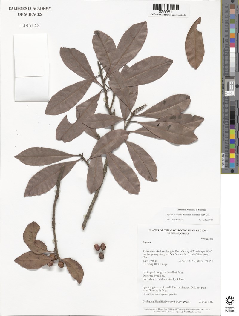 Myrica esculenta