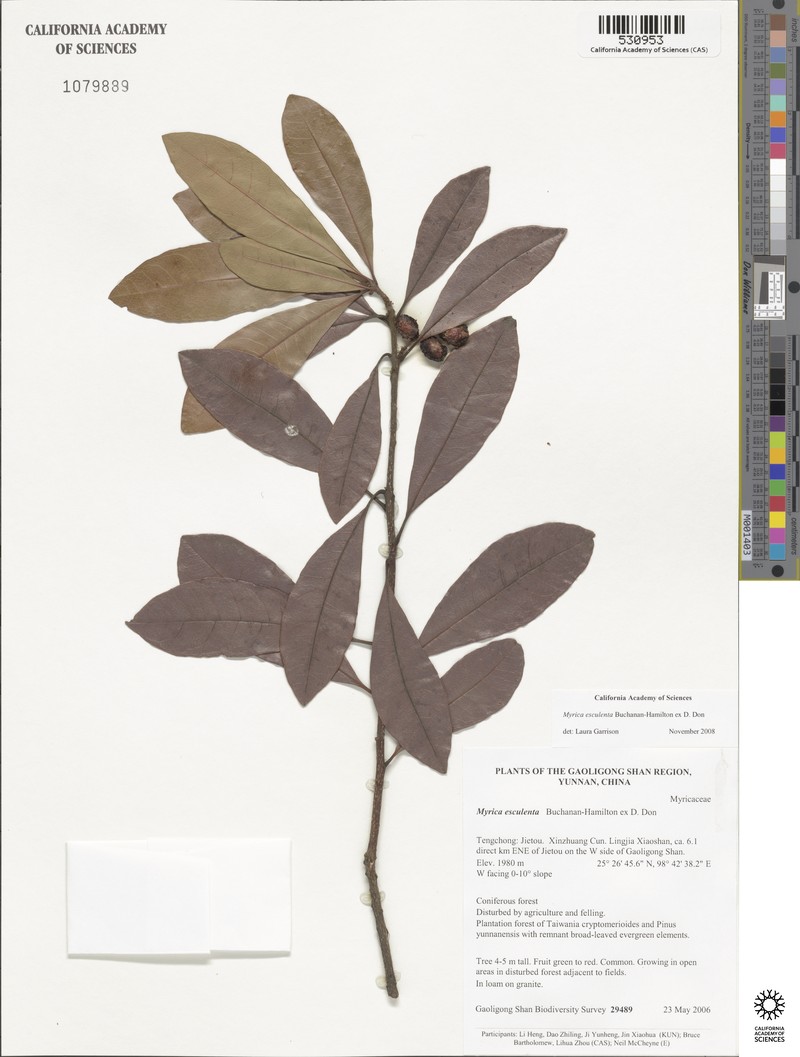 Myrica esculenta photo 2