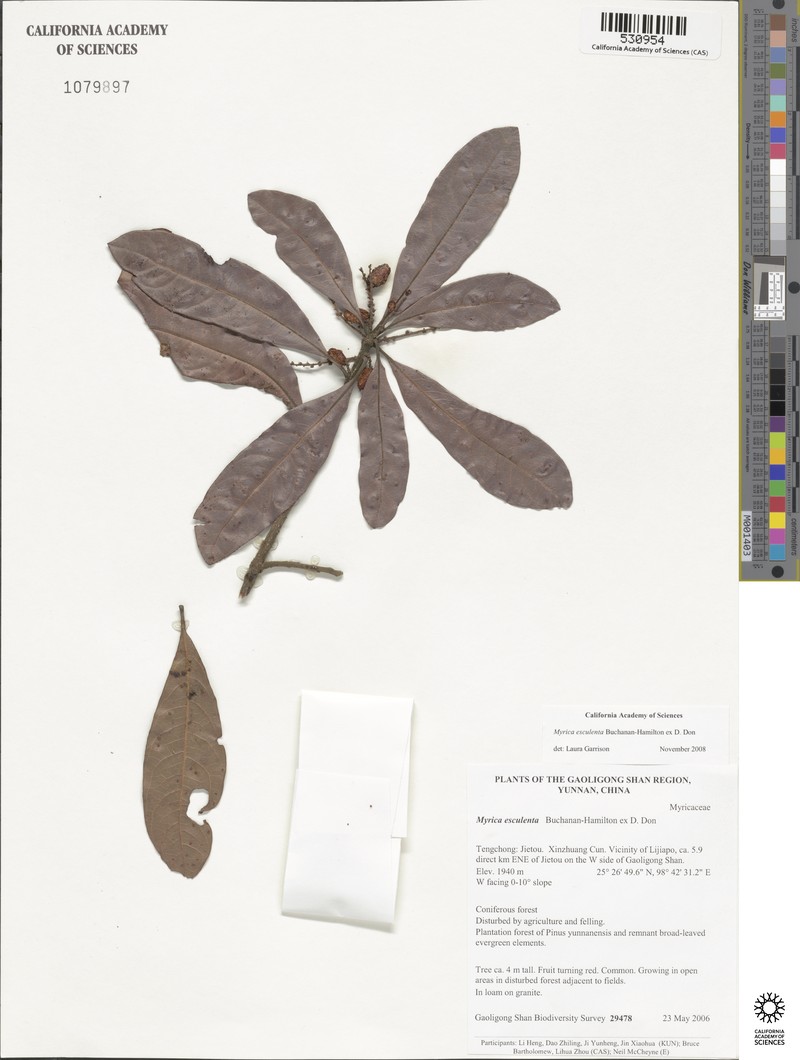 Myrica esculenta photo 3