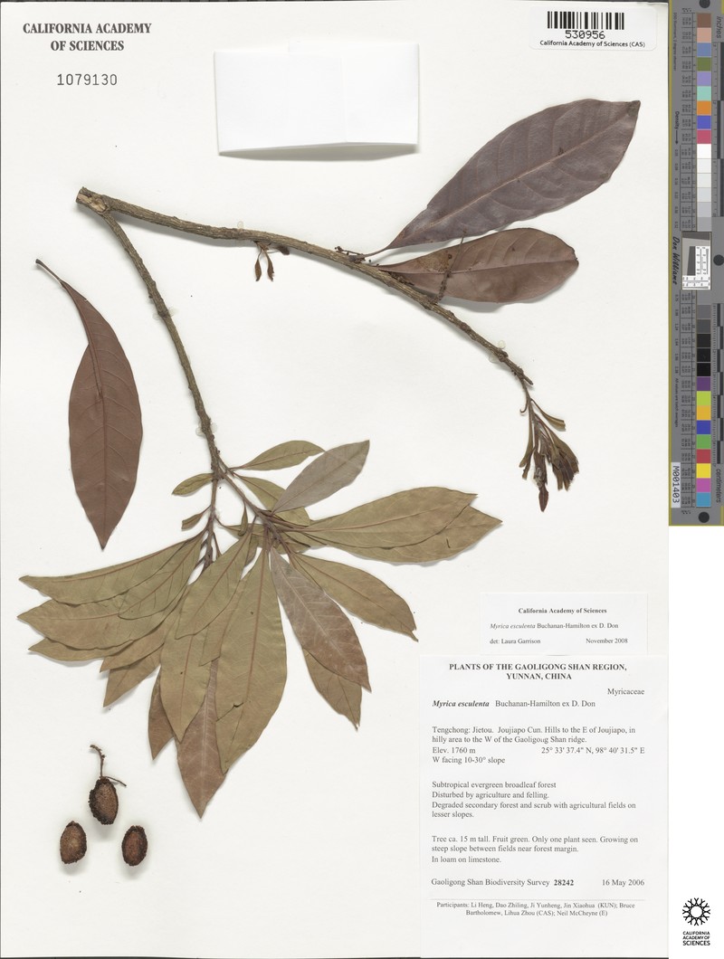 Myrica esculenta photo 4