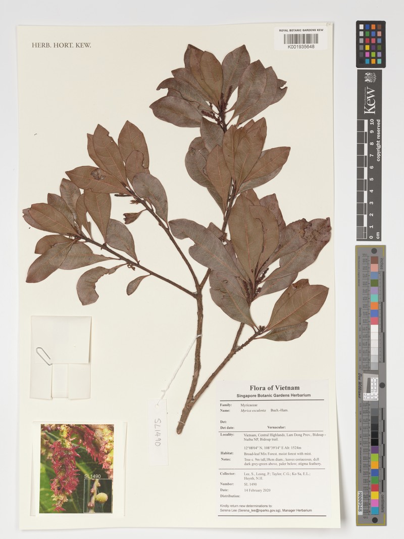 Myrica esculenta photo 5