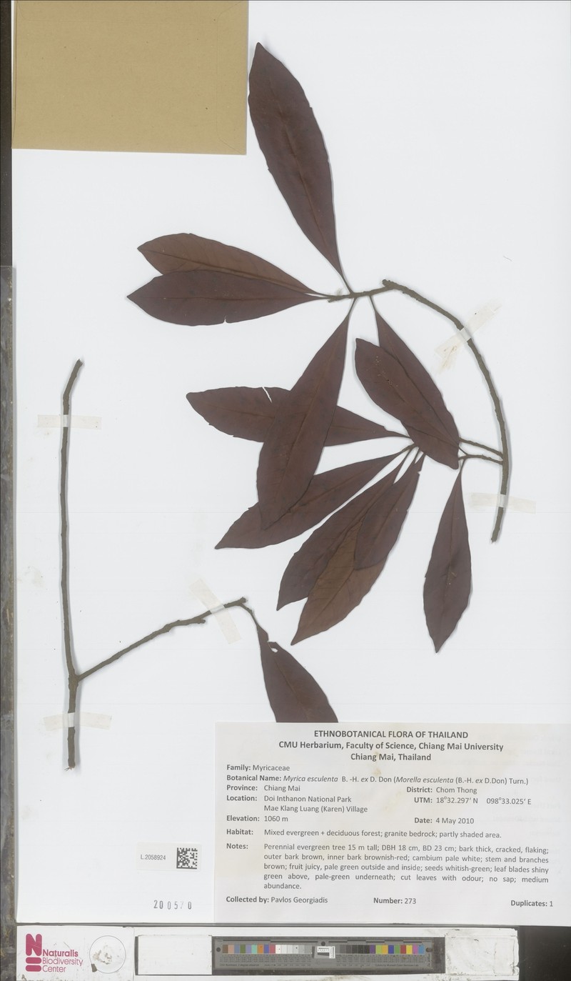 Myrica esculenta photo 6