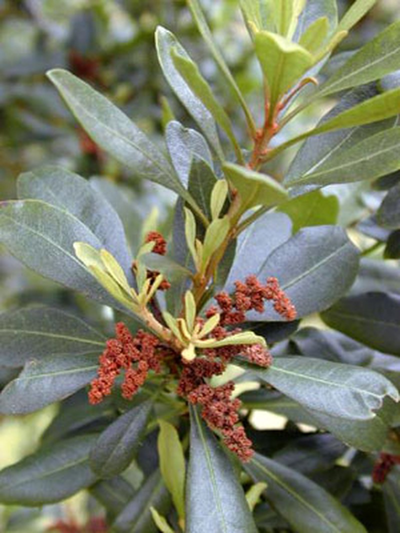 Firetree