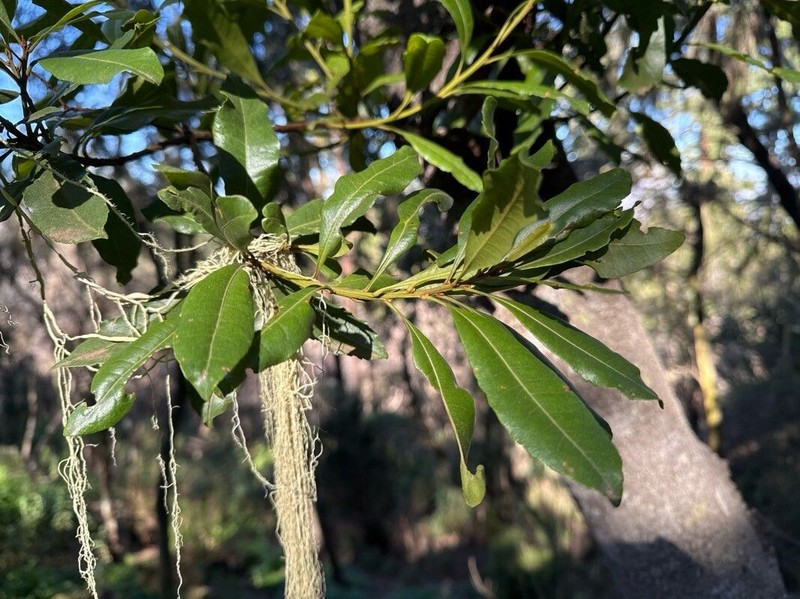 Firetree photo 3