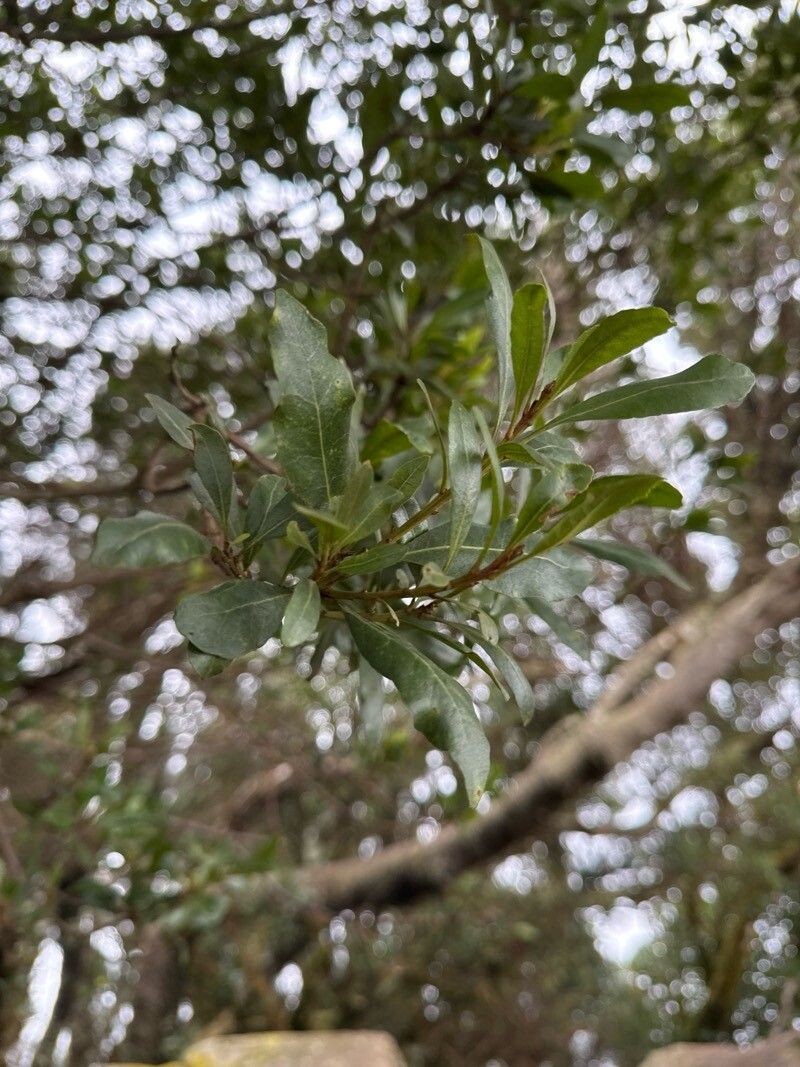 Firetree photo 4