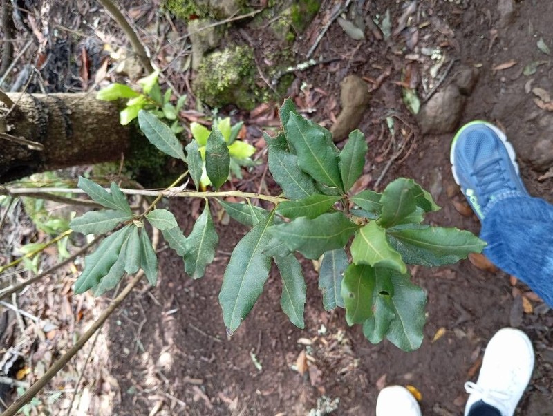 Firetree photo 5