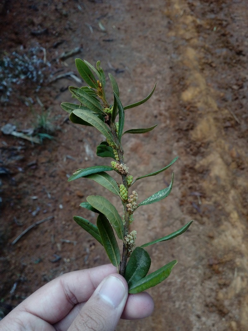 Myrica funckii