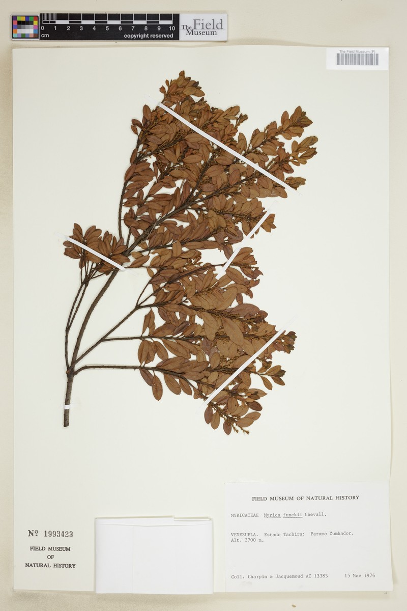 Myrica funckii photo 2