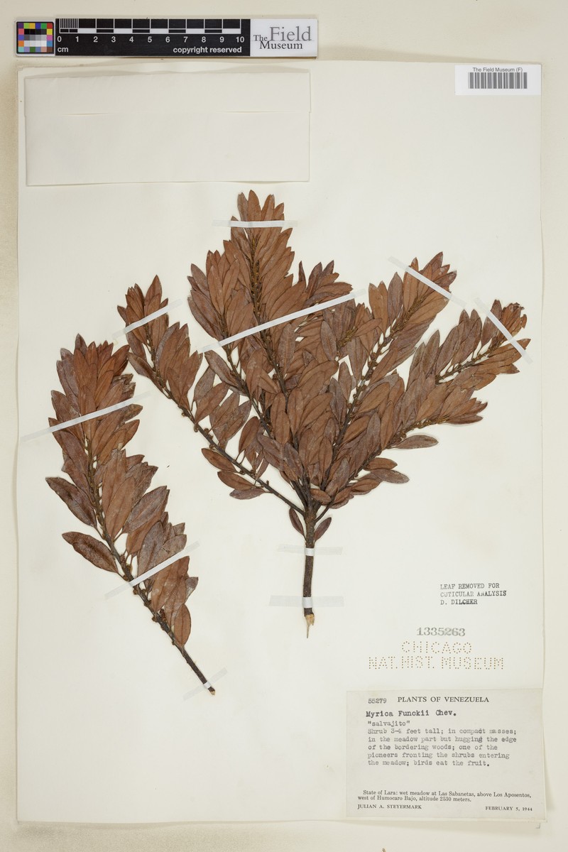 Myrica funckii photo 3