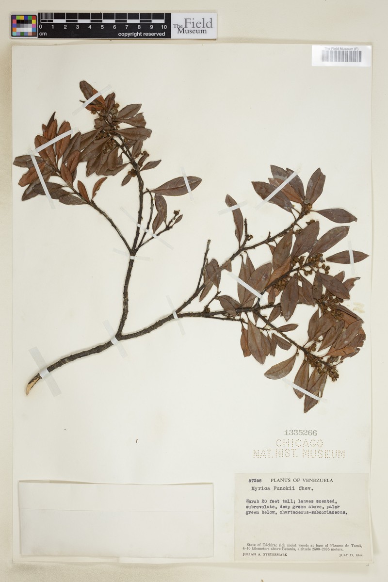 Myrica funckii photo 4