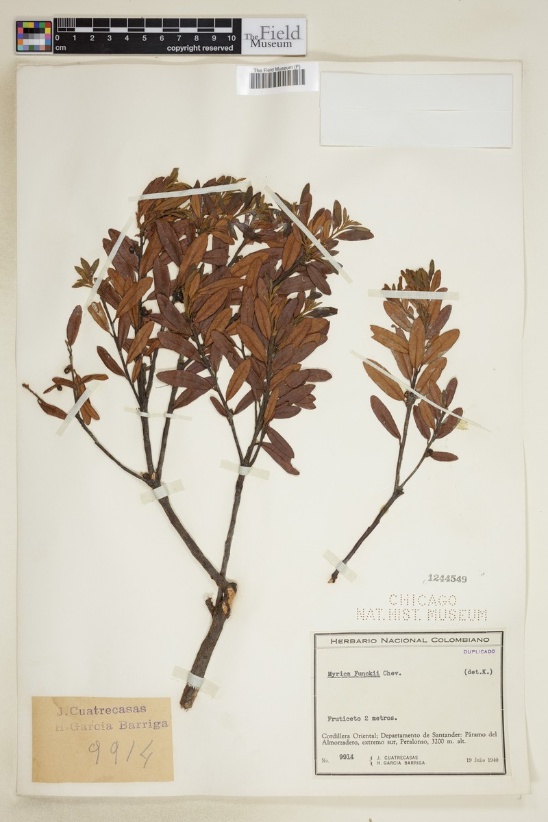 Myrica funckii photo 5