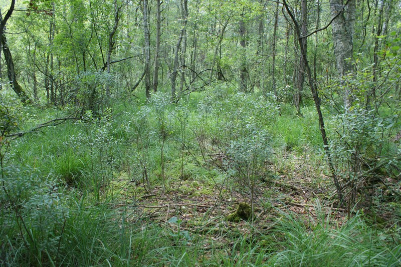 Sweetgale photo 3
