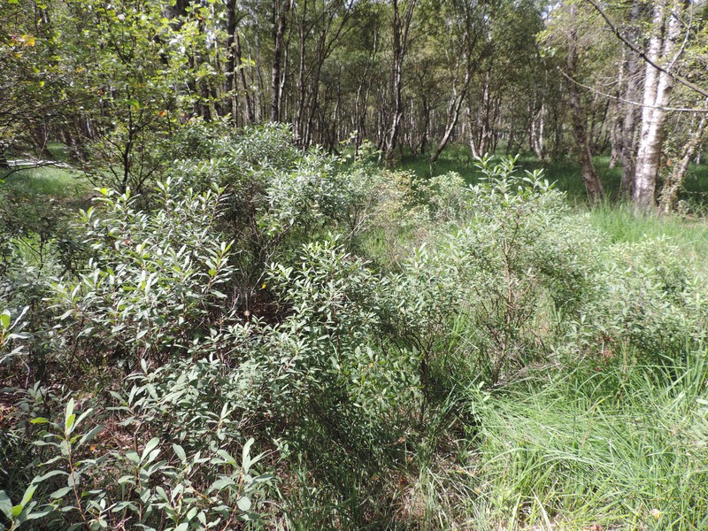 Sweetgale photo 5