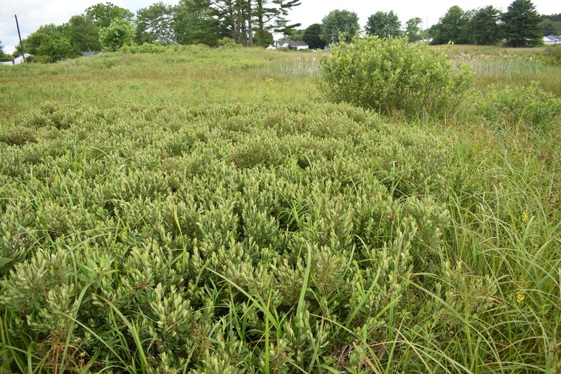 Sweetgale photo 4