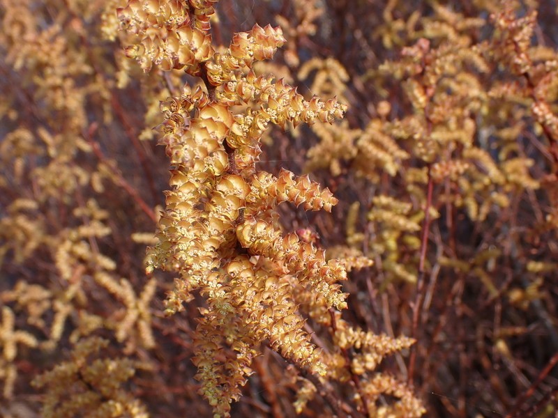 Sweetgale photo 6