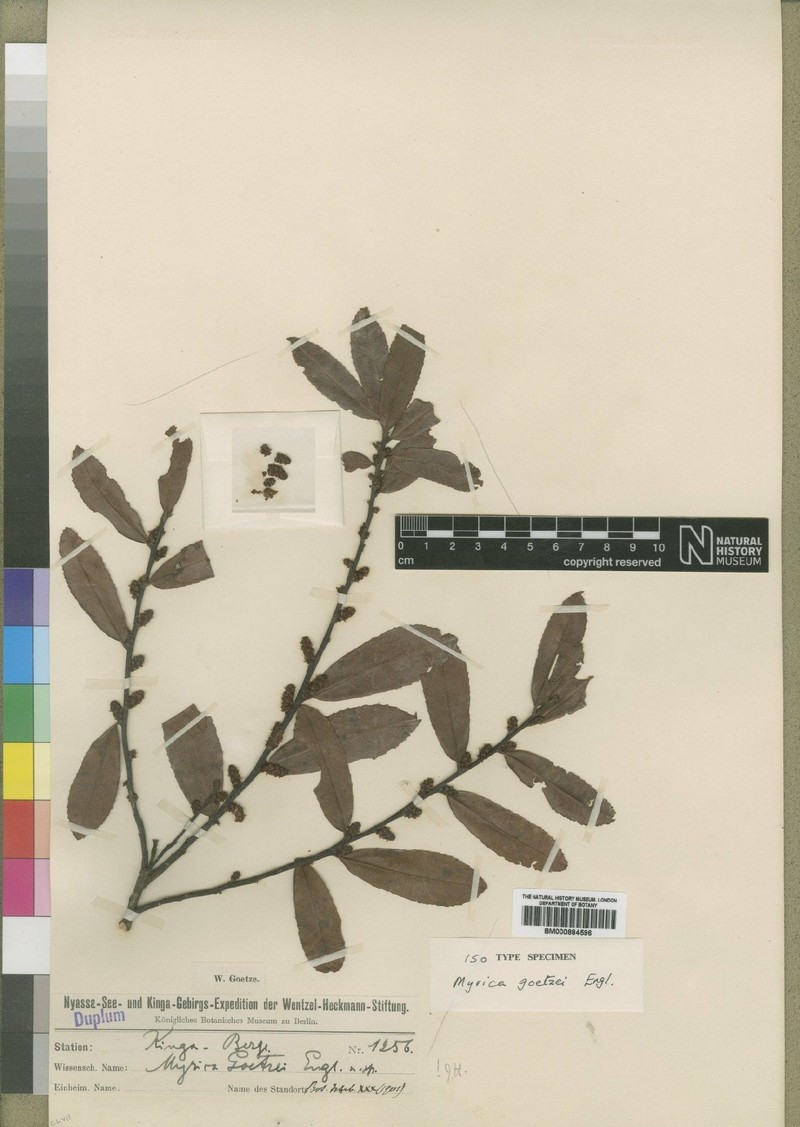 Myrica goetzei