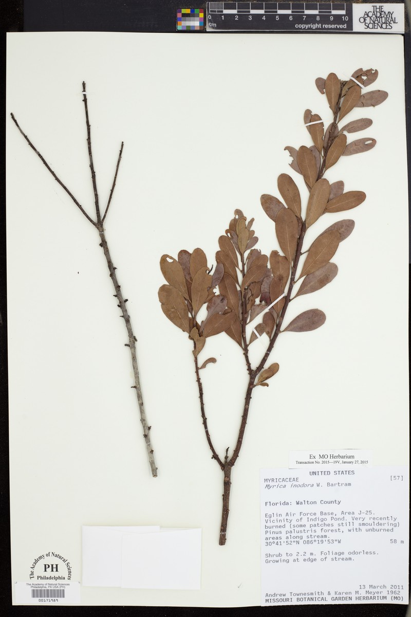 Scentless Bayberry