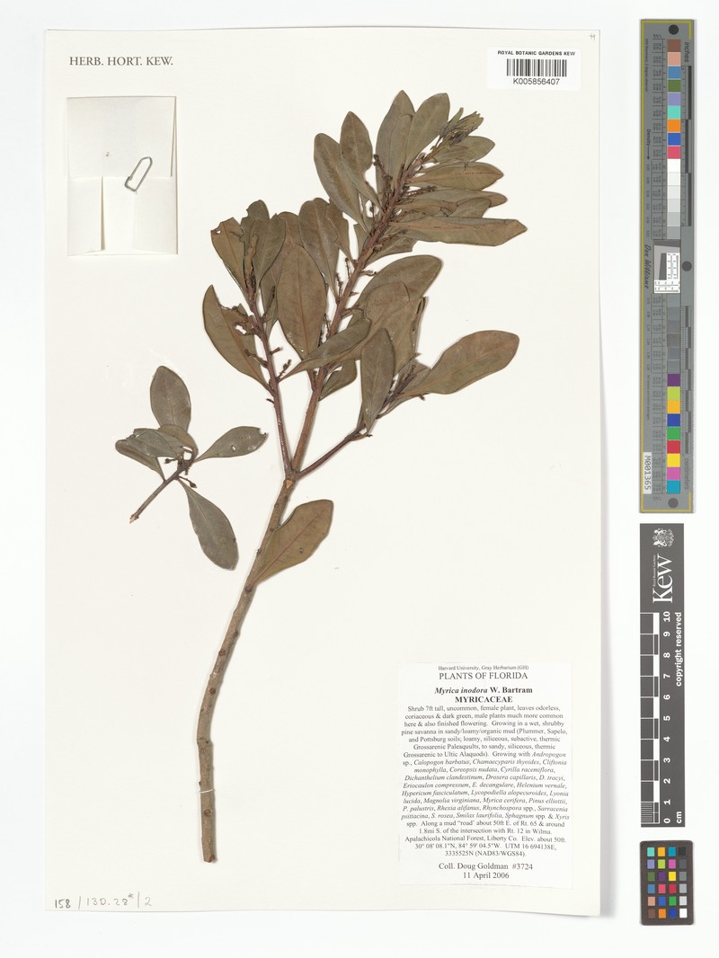 Scentless Bayberry photo 3