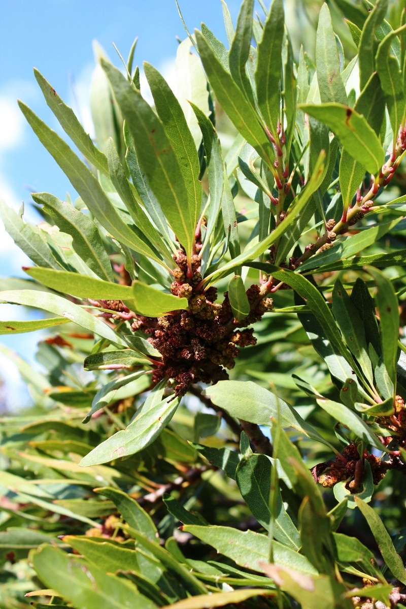 Myrica integra