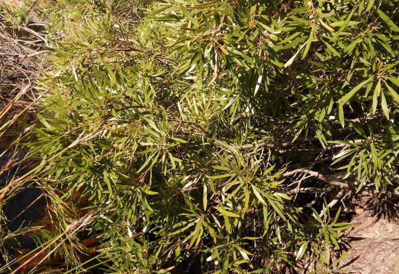 Myrica integra photo 2