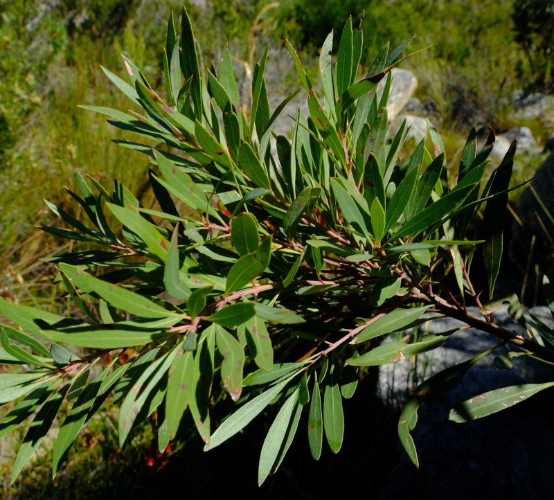 Myrica integra photo 3