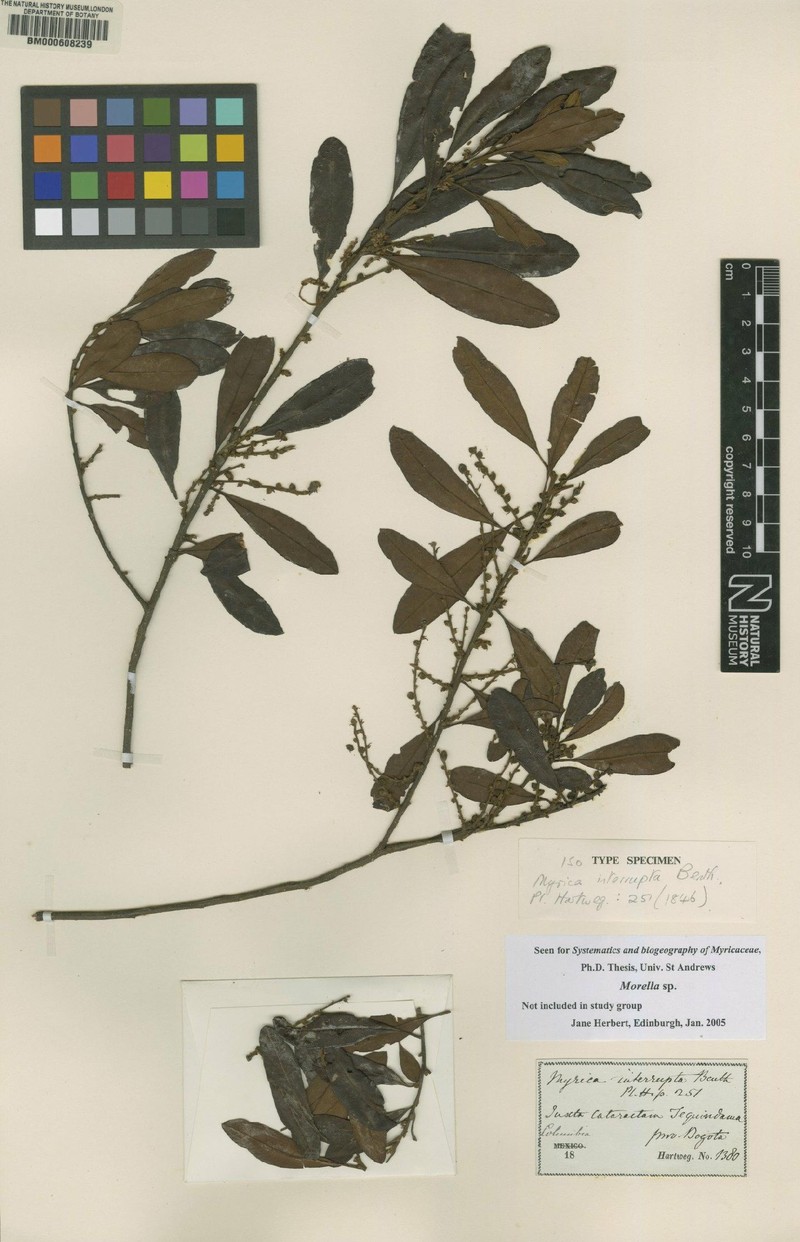 Myrica interrupta