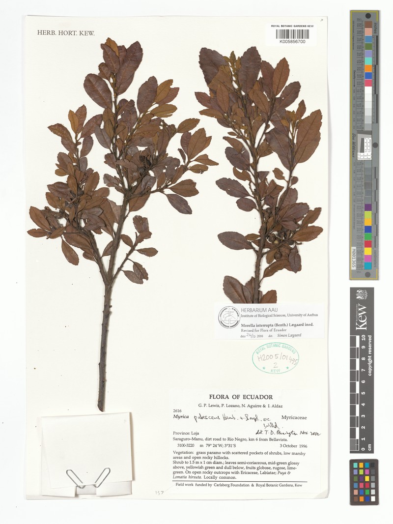 Myrica interrupta photo 2