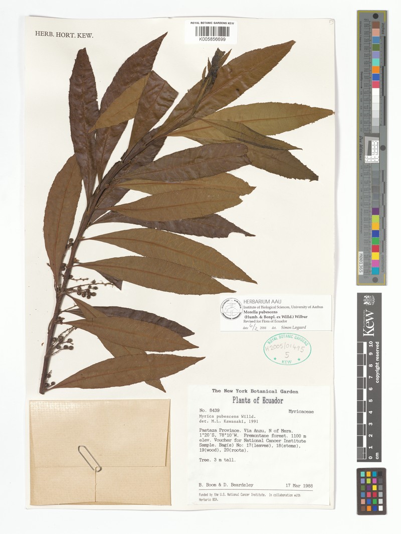 Myrica interrupta photo 3