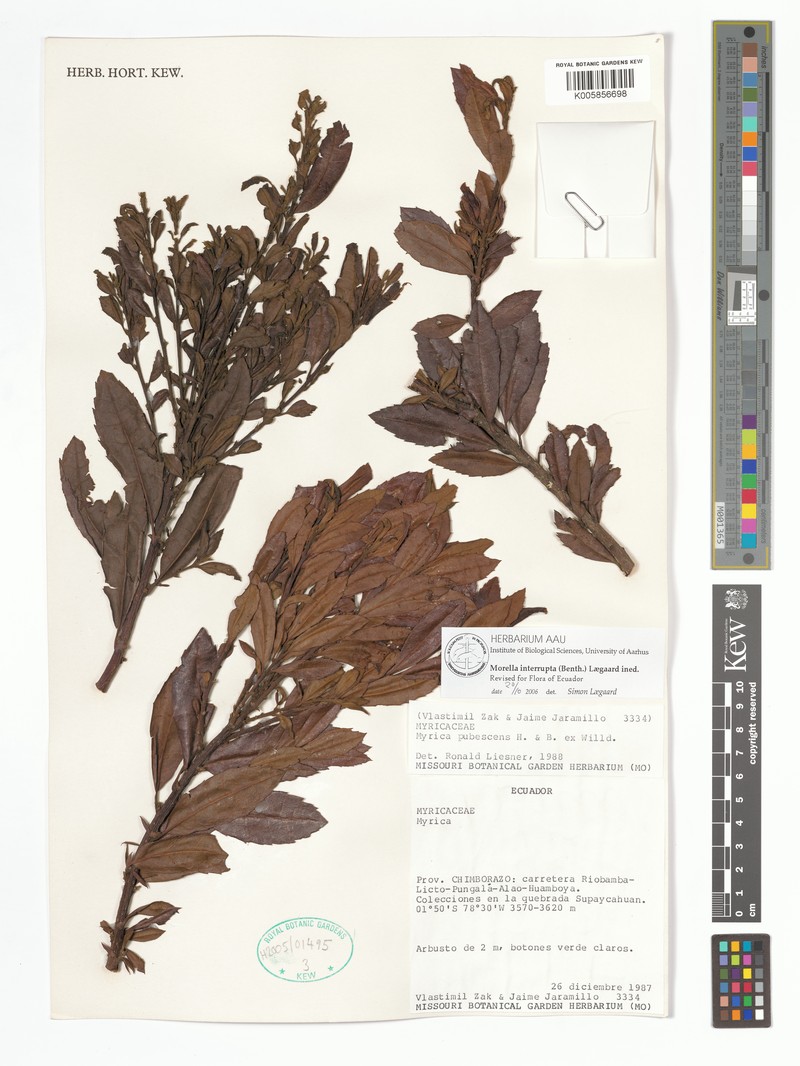 Myrica interrupta photo 4