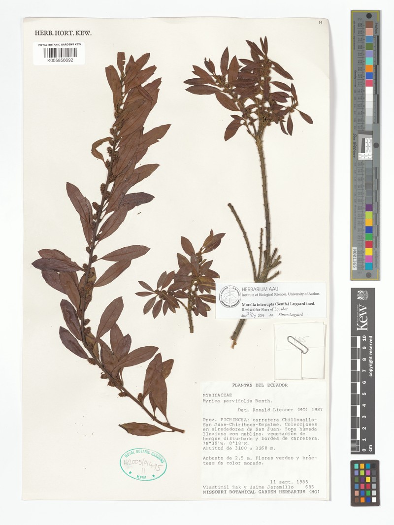 Myrica interrupta photo 5