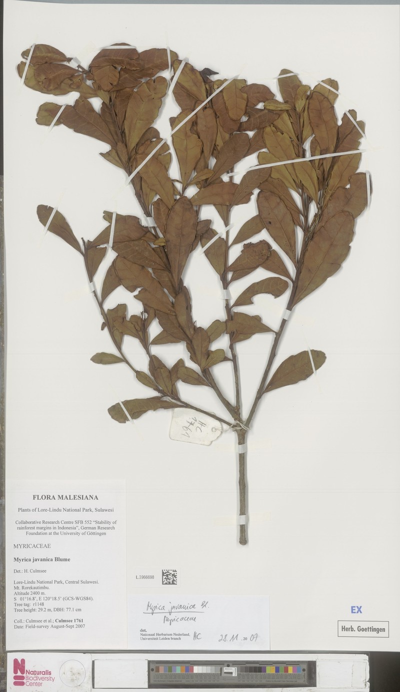 Myrica javanica