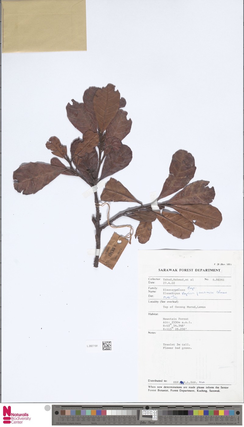 Myrica javanica photo 2