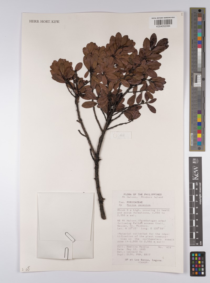 Myrica javanica photo 3