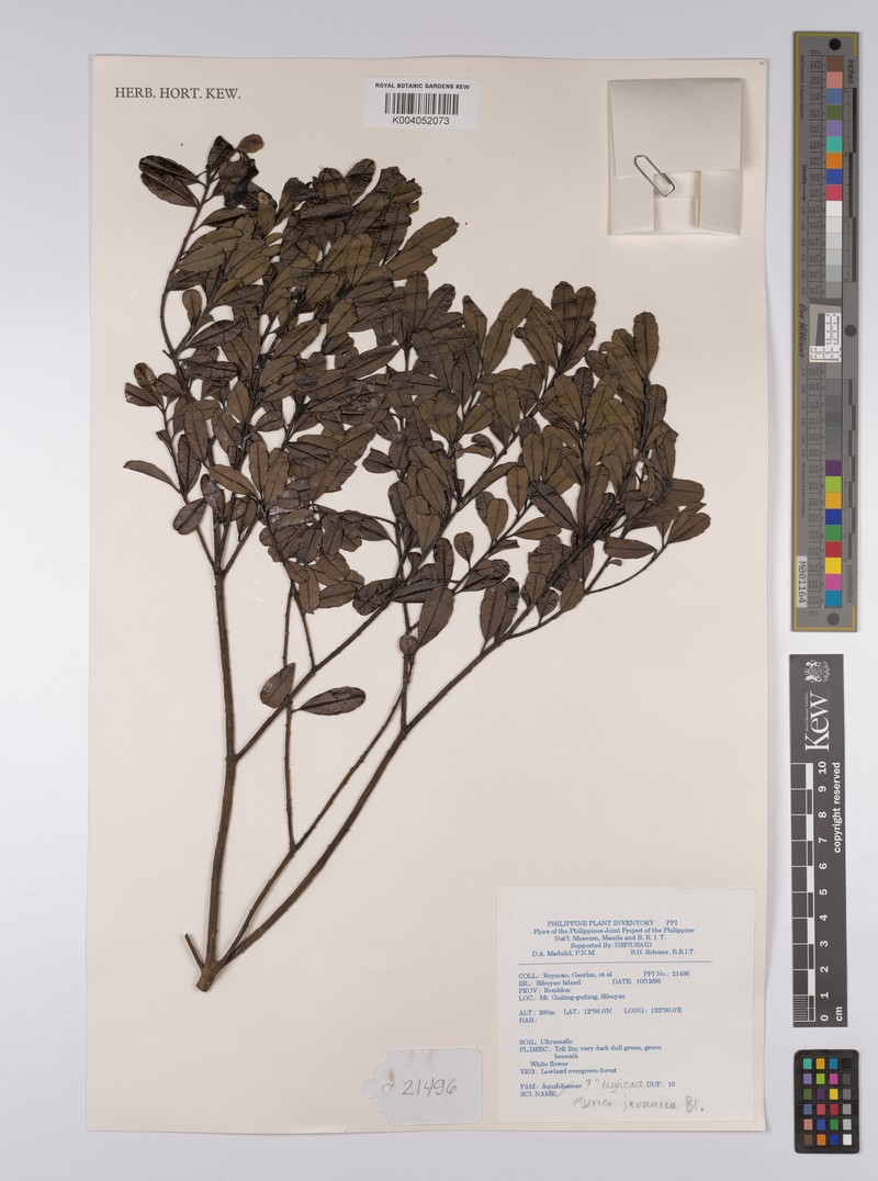 Myrica javanica photo 4