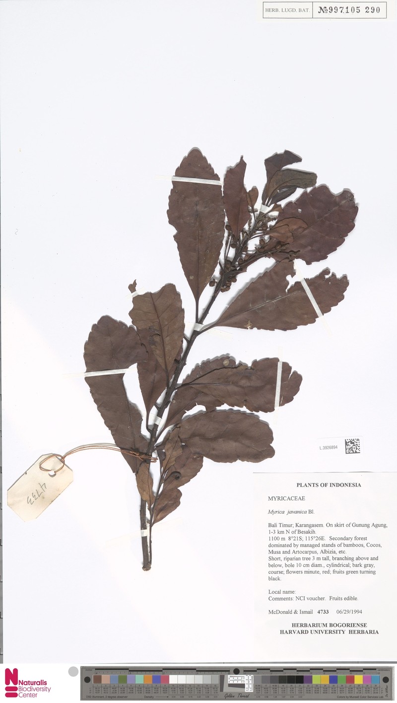 Myrica javanica photo 5