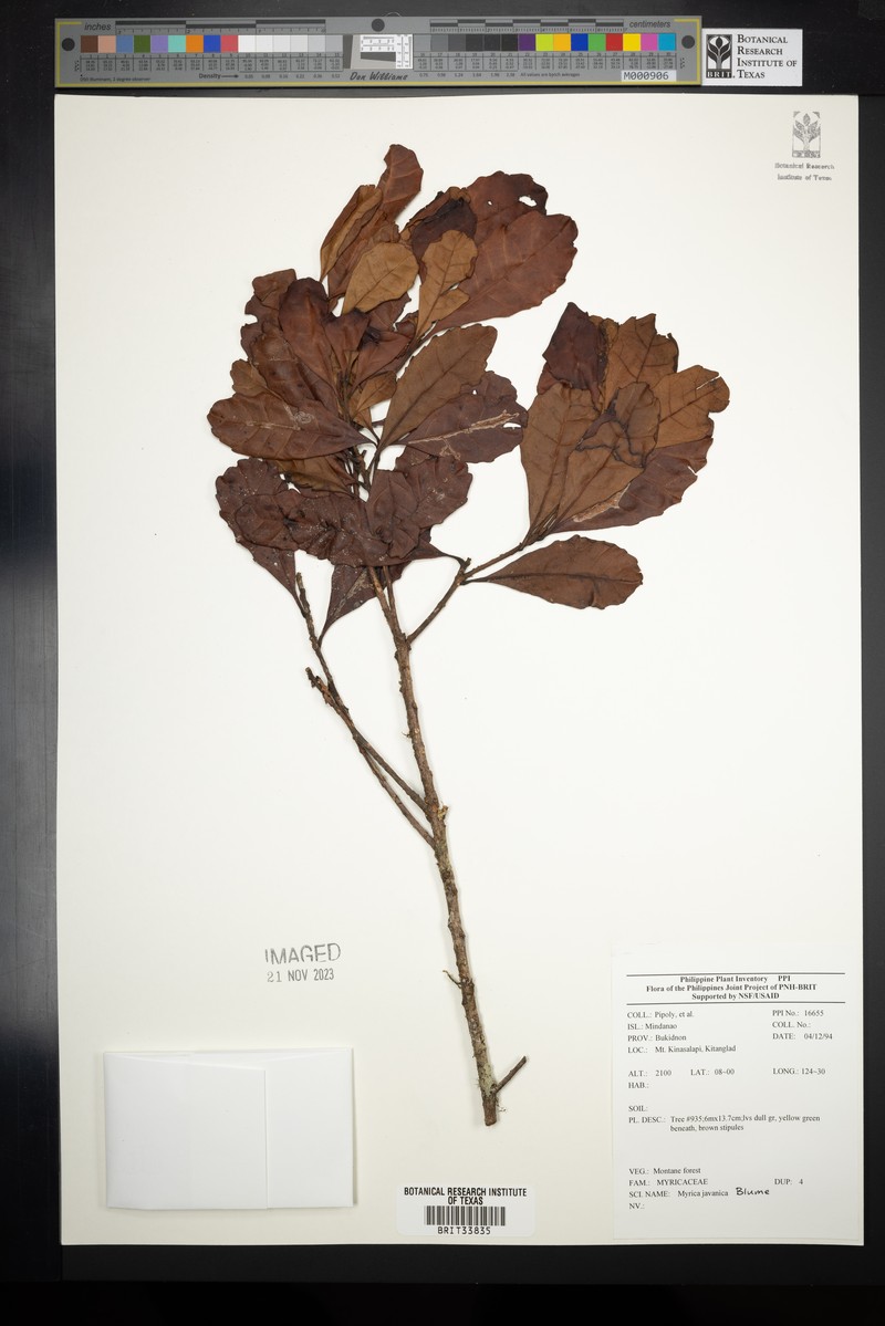 Myrica javanica photo 6