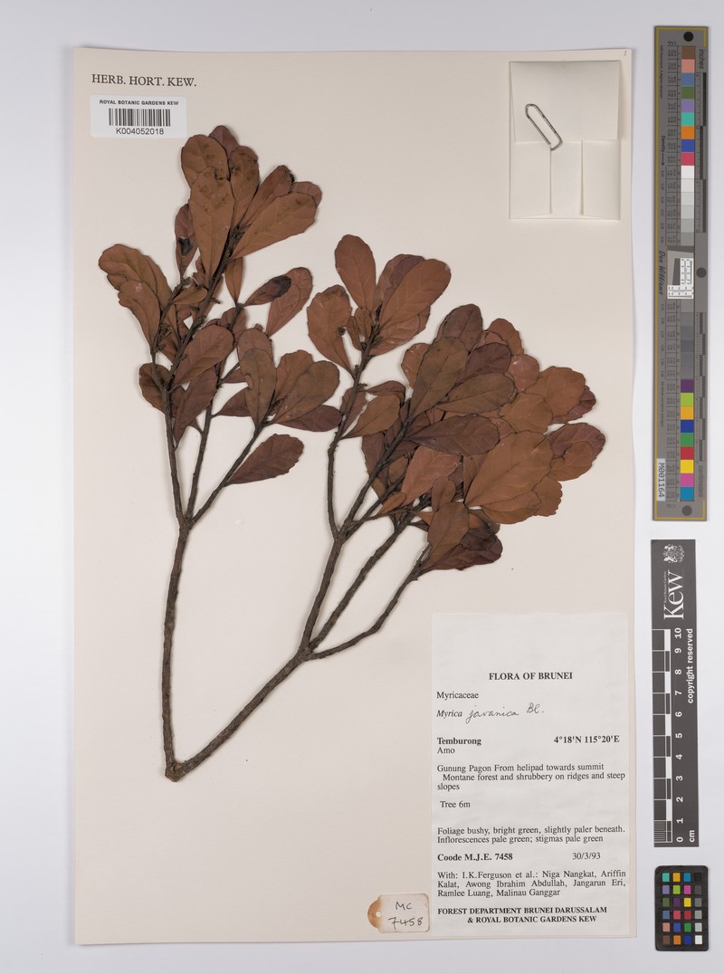 Myrica javanica photo 8