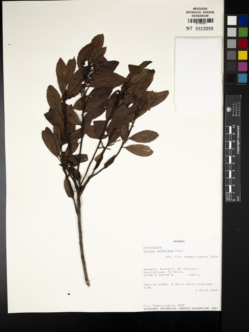 Myrica kandtiana