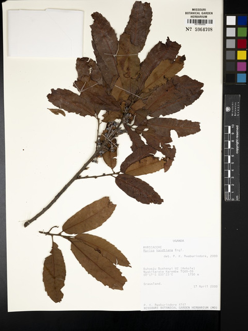 Myrica kandtiana photo 2