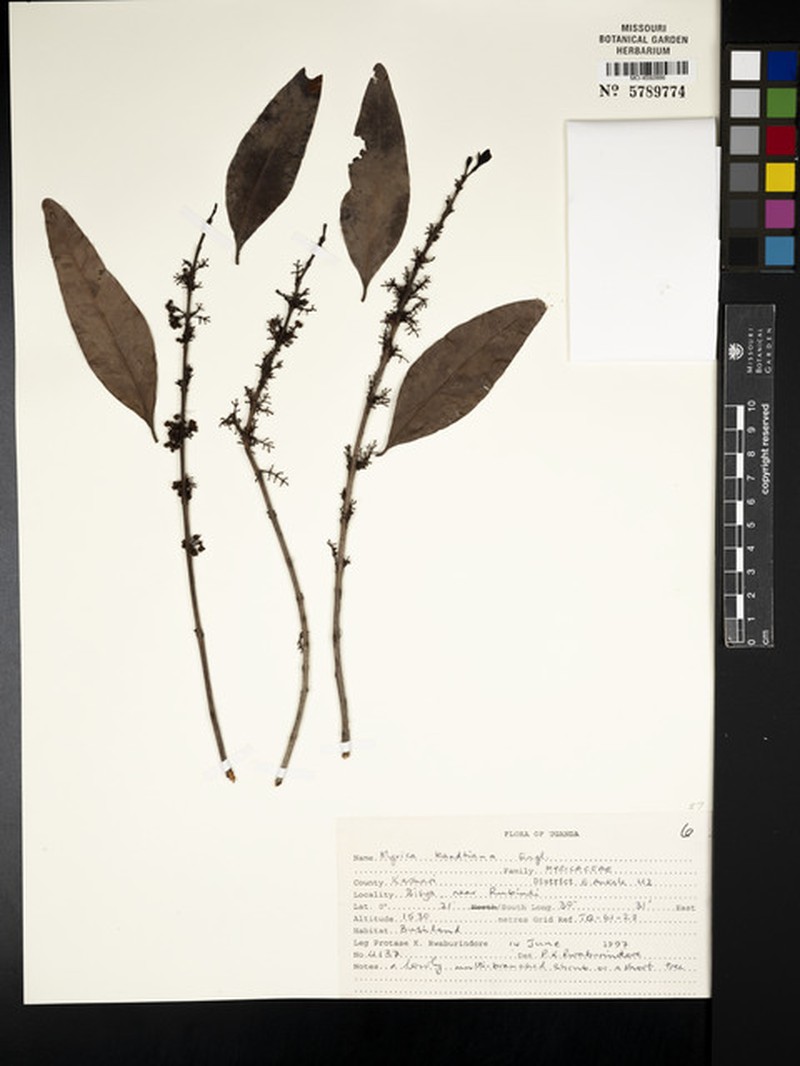 Myrica kandtiana photo 3