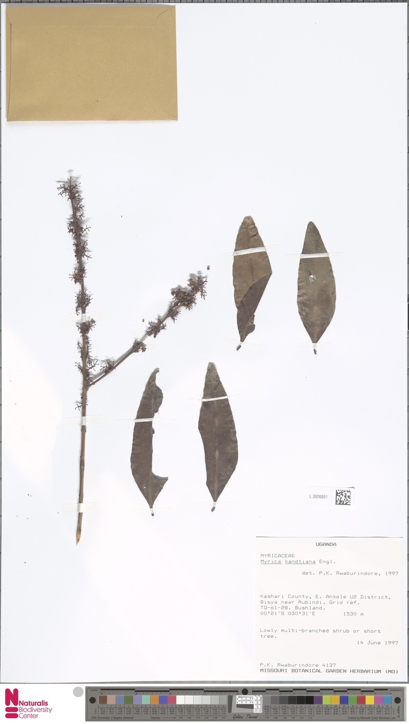 Myrica kandtiana photo 4