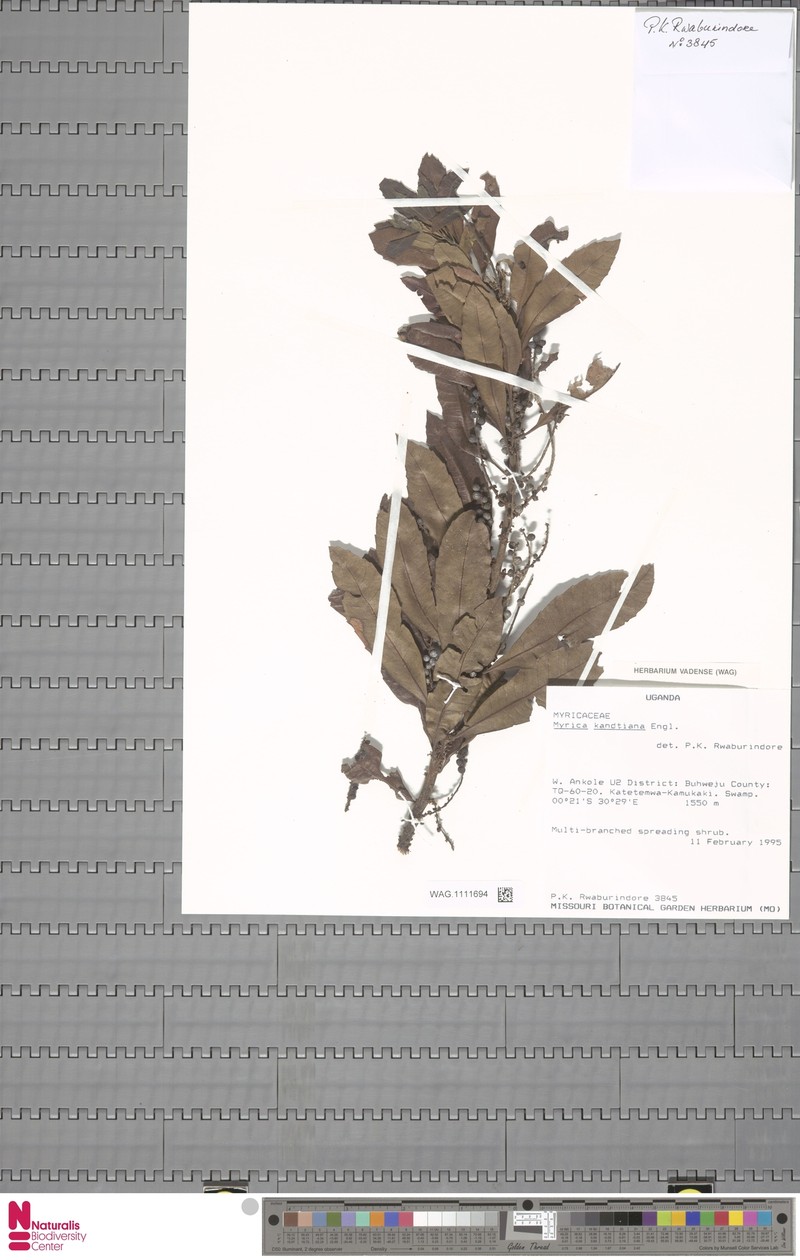 Myrica kandtiana photo 6