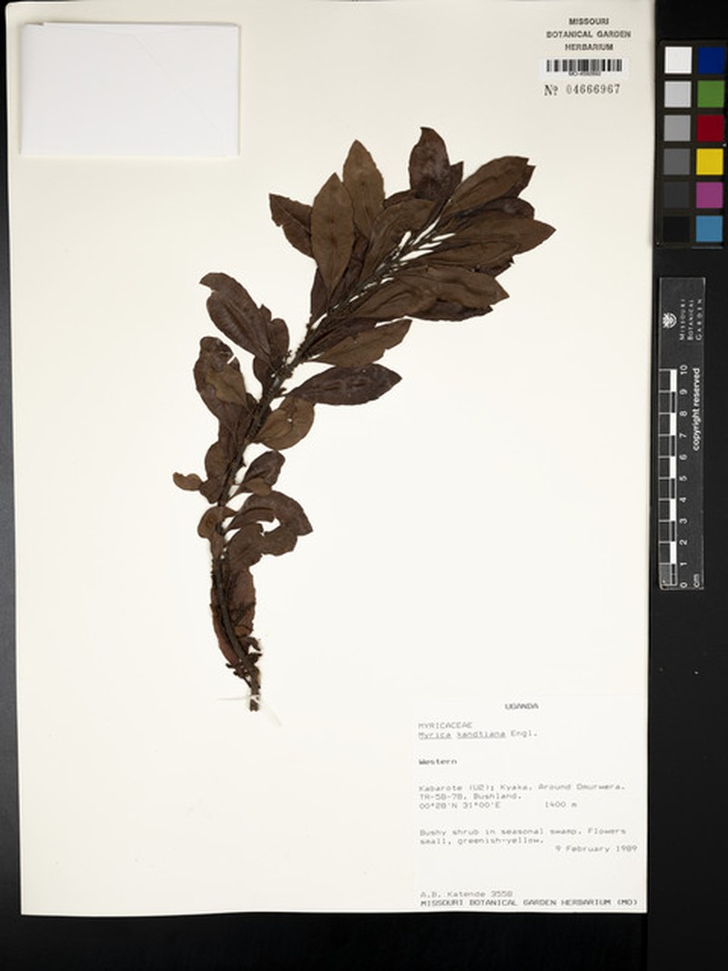 Myrica kandtiana photo 7