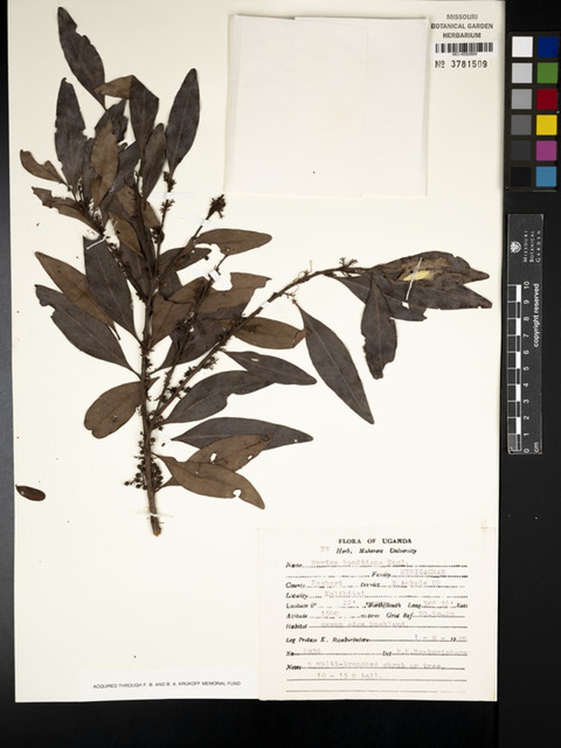 Myrica kandtiana photo 8