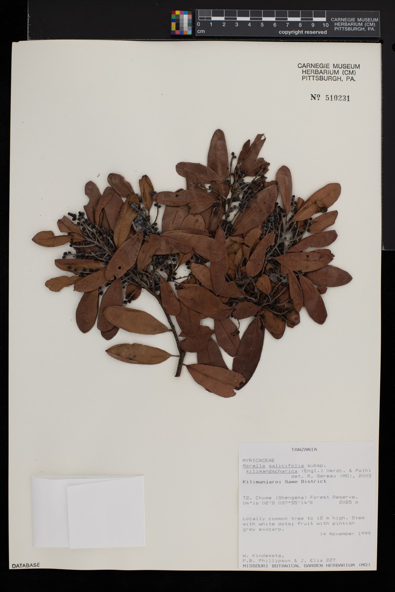 Myrica kilimandscharica