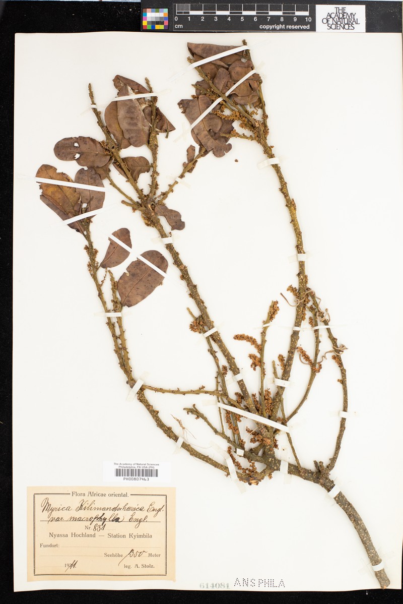 Myrica kilimandscharica photo 2